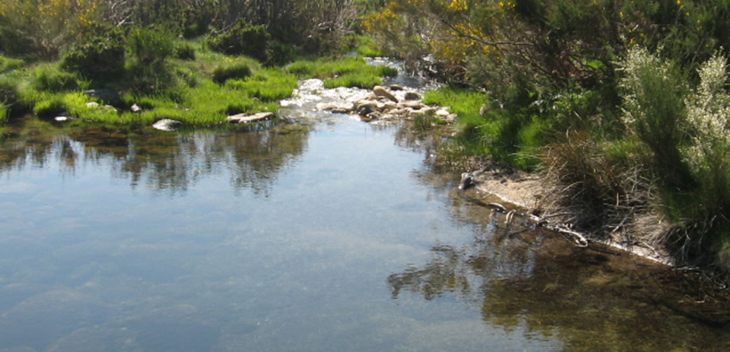 ribeiradoalva_sabugueiro