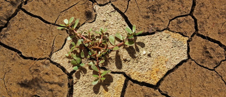 The Global Symposium on Salt-affected Soils, online, 20-22 October 2021