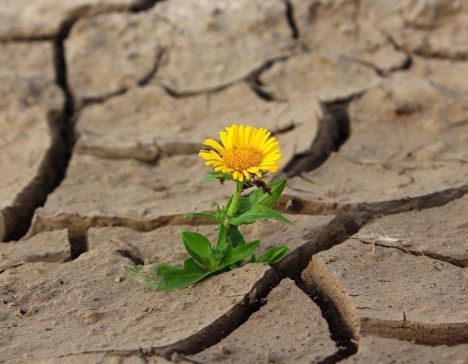 Water scarcity: Commission advises on safe water reuse in agriculture