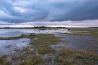 COP28: Wetlands needed to save our climate