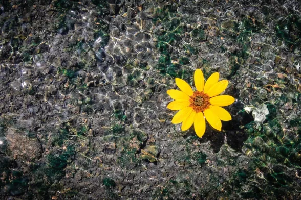 flower blooming