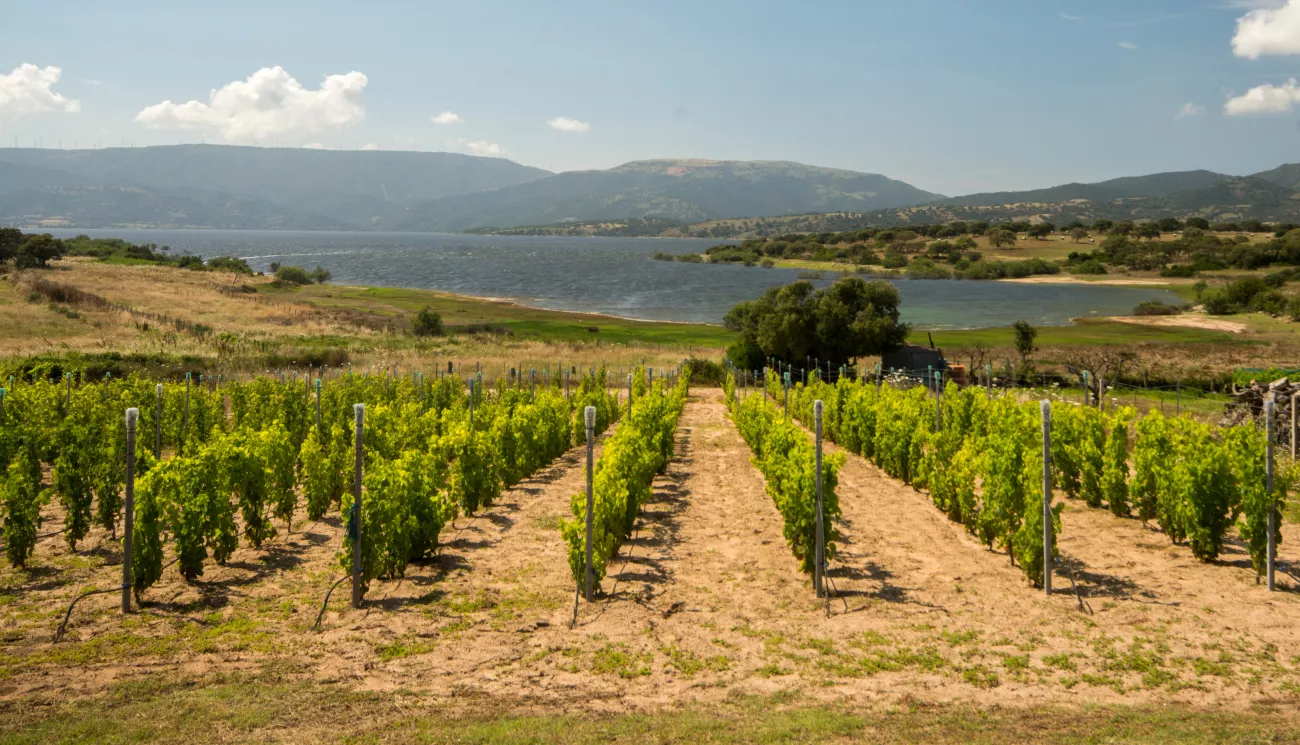 Water and agriculture